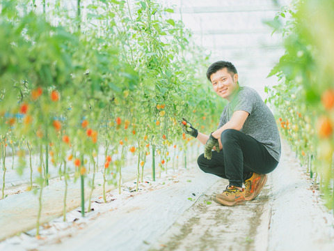 家族の笑顔が広がる完熟ミニトマト「トマランタン」1kg【家庭用熊本県産】