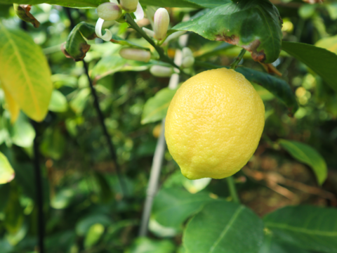【季節外でもフレッシュな味わい！】冷蔵貯蔵の貯蔵レモン ワックス・除草剤不使用の皮ごと楽しめる国産リスボンレモン（4kg・冷蔵便）