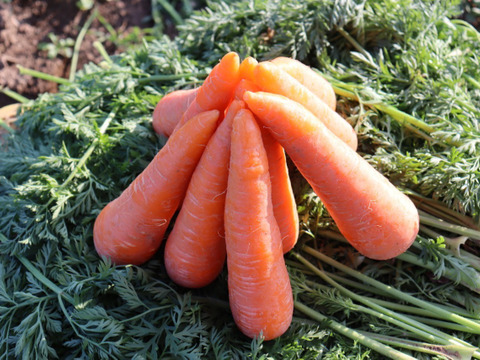 訳あり❗自然な甘さ　人参　「向陽二号」3キロ　バラ入り