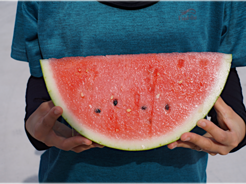 【7/20頃~発送】あま〜い！尾花沢スイカ2~3L(7~８kg)１玉