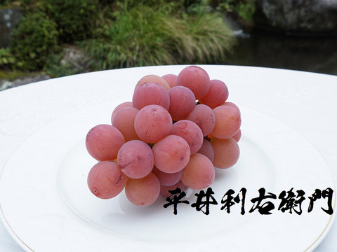 【家庭用】平井利右衛門の赤ぶどう（悟紅玉(ゴルビー)/3～4房）