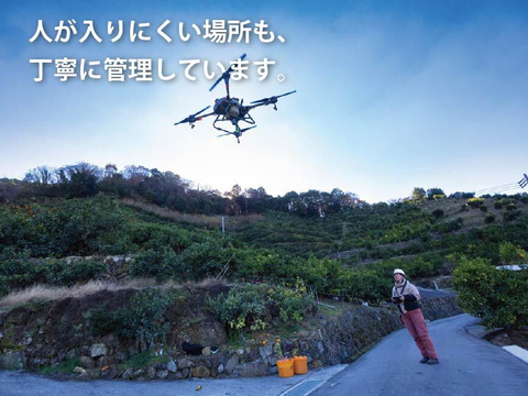 【贈り物にも】今が一番おいしい中生みかん（上品 5kg）｜勝浦町産