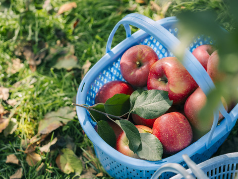 食べるシャンパン！『ピンクレディー®』4.5㎏　18～28玉サイズ
甘酸っぱく濃厚　全国流通量0.015％の希少種　長野県　標高600mの高原からお届け