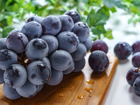 【予約受付】『巨峰』強烈な甘さと溢れそうな果汁！種無し巨峰２ｋｇ