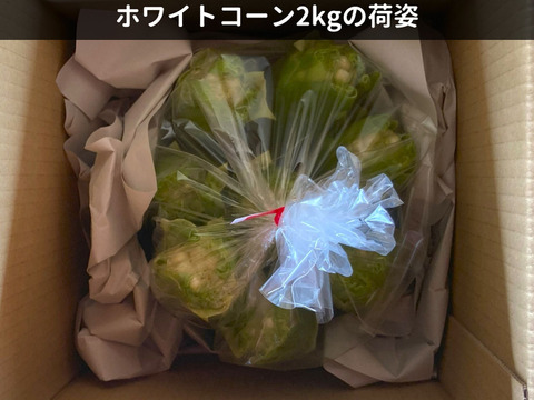 【生でかじる白とうもろこし】ピュアホワイト2㎏