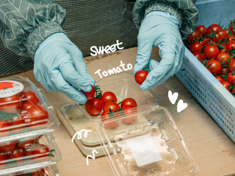 濃厚な甘さ感じるフルーツトマト『ポモロッサ４パック入』