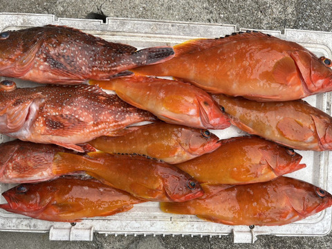 明日朝まで限定！捕れたて！カサゴ・アカハタ 約3.5kgオーバー 長崎県対馬市(内臓・鱗処理済)