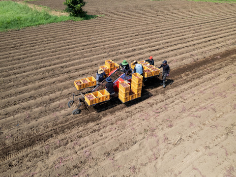 低温熟成保管‼茨城県産紅はるかＬサイズ10㎏　さつまいも　サツマイモ