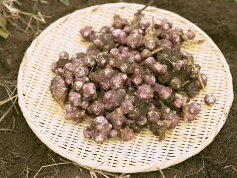 【紅菊芋1kg】おためしサイズ！イヌリンが豊富な健康野菜〜有機肥料のみ使用〜