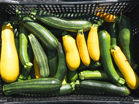 てんとうむしばたけがお届けする旬の有機野菜セット8~9品＜有機JAS認証＞