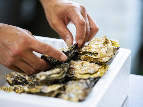 【ご自宅がオイスターバーに！特殊加工で殺菌！】広島県産　生食用　冷凍殻付きかき　約60-80g×10個　2pcセット