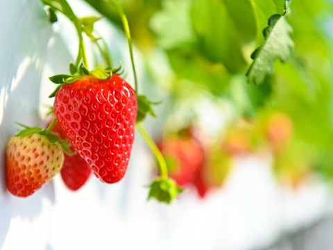 古都華 2Lサイズ1箱(280g×2p)