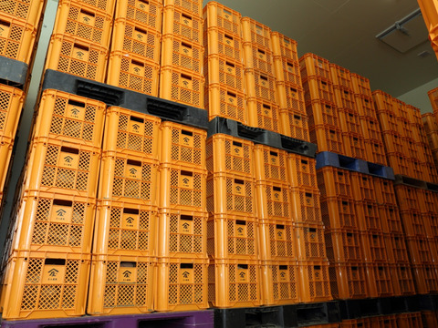 『訳ありお買い得品』田んぼで作るミニさつまいも (10kg) (土付き)(紅はるか) (茨城県産)