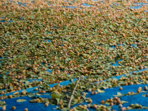 2025年 茨城県産  銀杏：藤九郎　銀杏  500g