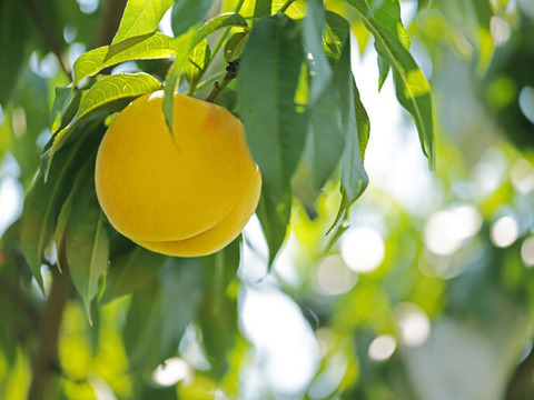 黄金に輝く甘い桃「黄金桃」贈答用　3kg（約8～12玉）