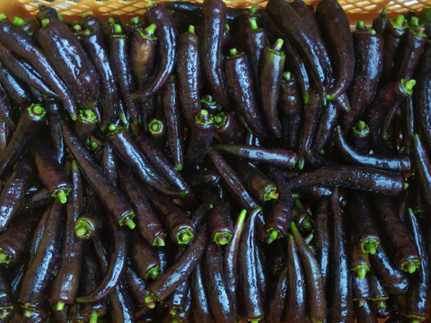 超レアー！今こそ 黒の力を！苦くないよ～
黒シシトウ300ｇ＆黒ピーマン10個～農薬/化学肥料・不使用