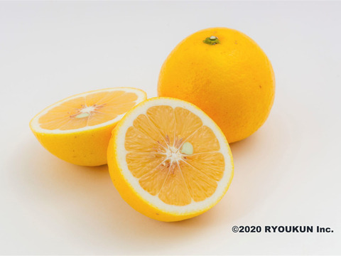 【宮崎特産】甘いワタまで食べる柑橘・日向夏(10kg）