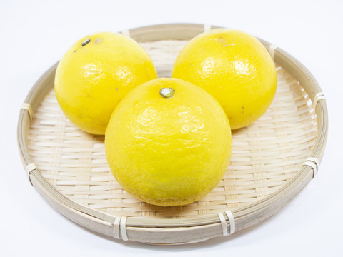 【初夏の味】【訳あり】ニューサマーオレンジ　１０ｋｇ　※４月上旬発送