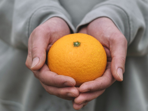 【ぷるあま果肉と濃厚果汁】清見【家庭用 3kg】（清見タンゴール、清見オレンジ）