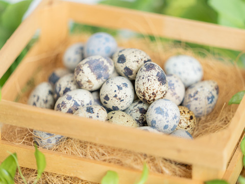 【期間限定初物】若鳥の産んだ初産みうずらの卵100個＋うずらの燻製卵5個入り5袋(冷蔵便）