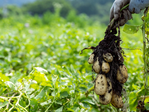 【予約】【１人１回だけの特別品】　兵庫県但馬産きたあかり　じゃがいも　新じゃが《箱入２kg》