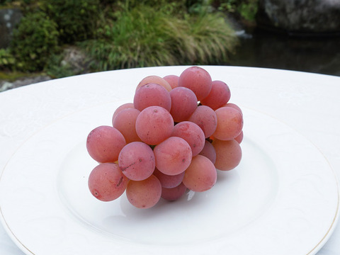 平井利右衛門の赤青ぶどうセット(悟紅玉(ゴルビー)、雄宝/粒1.5kg)