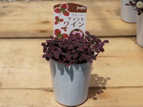 ラッキーアイテム！クローバー・ティント「ワイン」9cmロングポット ［あわせ買い対象商品は3つまで同梱可］
