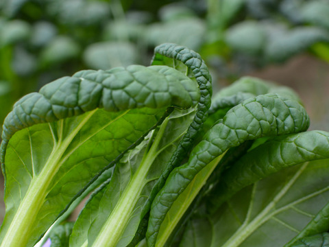 【有機JAS】えぐみが少なく希少！ ちぢみ小松菜 4袋（約1kg）