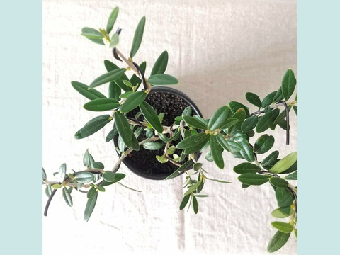 【ギフトにも◎】種から育てた南アルプスのオリーブ盆栽（PS212）