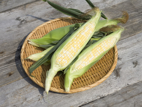 北海道産とうもろこし3種食べ比べセット　味来・ドルチェドリーム・ピュアホワイト（各3本、計9本）