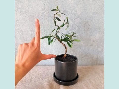 【ギフトにも◎】オリーブ盆栽　マンザニロ（PS183）