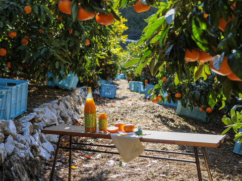 【お得な12本セット♪】陽だまりファーム  三ヶ日青島みかんジュース ストレート100％（720ml×12本）