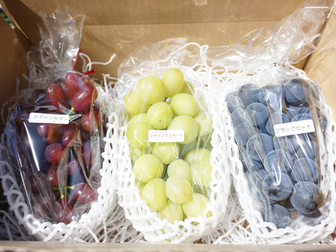 平井利右衛門の黒赤緑ぶどう（ブラックビート/クイーンセブン/シャインマスカット各1房）