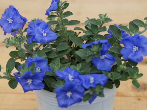 耐暑性花付き抜群！PWエボルブルス(アメリカンブルー) ブルーラグーン[9cmロング] ［あわせ買い対象商品は3つまで同梱可］