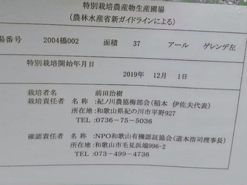 【特別栽培】和歌山県産　南高梅L～2L(梅干し用)５kg