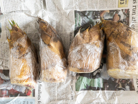 【クール便】自然の恵み！アクの少ない天然たけのこ（2本〜）