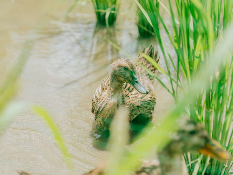 「有機JAS認証　丹波篠山アイガモ米」こしひかり玄米５Kg