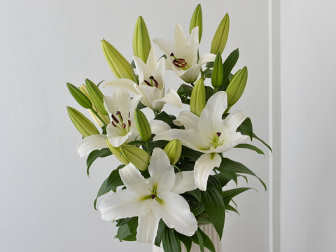 ボチューム満点！【9月収穫後順次発送】　新潟県産ユリ切り花　10本　白色　簡易包装　※北海道・沖縄配送不可※