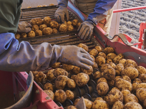 北海道の越冬ジャガイモ『メークイン』(10ｋｇ)
