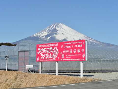 極旨！きらぴ香大粒【１２粒or１５粒入り】約500ｇ