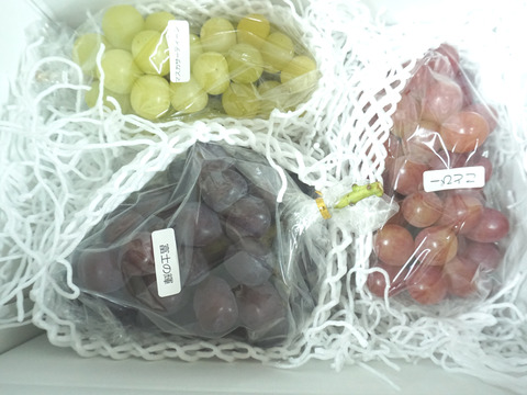 もうすぐ終了予定！【値引き中！総重量1.6kg以上！】平井利右衛門の黒赤青ぶどう（富士の輝、コトピー、マスカサーティーン/各1～2房）