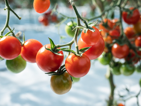 プチッと溢れる旨味🍅特別栽培「プレ宮トマト」2㎏