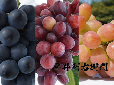 平井利右衛門の黒赤ぶどう(ブラックビート・クイーンセブン・サンシャインレッド)