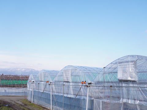 【5月発送】 温室栽培 クイーンルージュ600ｇ　1房