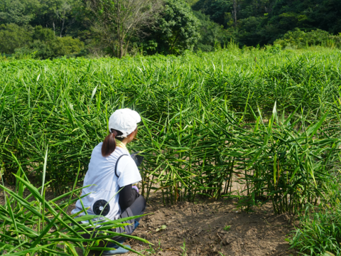 【残りわずか】新生姜3kg【淡路島が育んだ体と心のスパイス！】愛情込めた自社農園の新生姜3kg