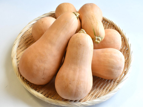 和らぎ農法　かぼちゃ　バターナッツ便（約2.5kg）