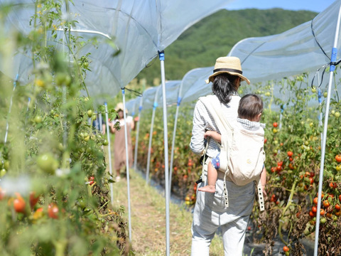 【濃くて甘い！！】自然栽培ミニトマト（２㌔）