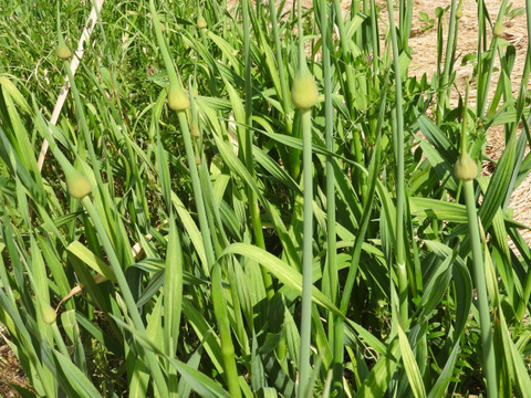【水無月】旬菜小包（しゅんさいこづつみ）60size　農薬・化学肥料・動物性堆肥不使用