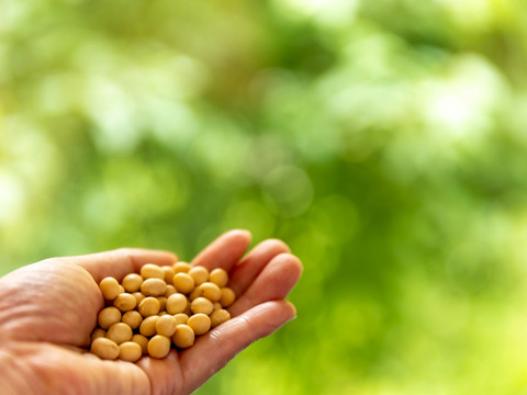 【無添加・天然醸造】「３年熟成・矢田川みそ」　700ｇ/パック 　長期熟成　味噌