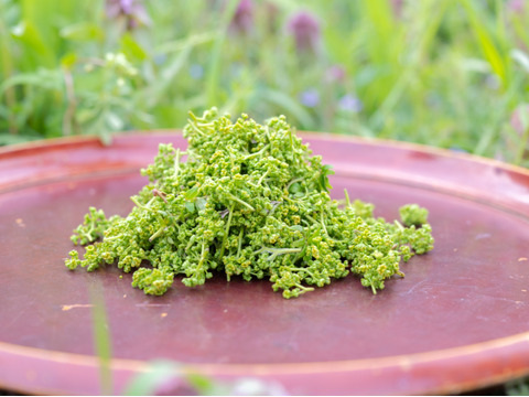 無料クーポン配布 アプリ 希少な食材！丹波篠山産【花山椒】100㌘：兵庫県産の花山椒 Vegetables
